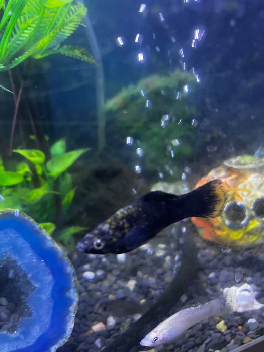 (Já estão todos prometidos) Peixes molly/platy