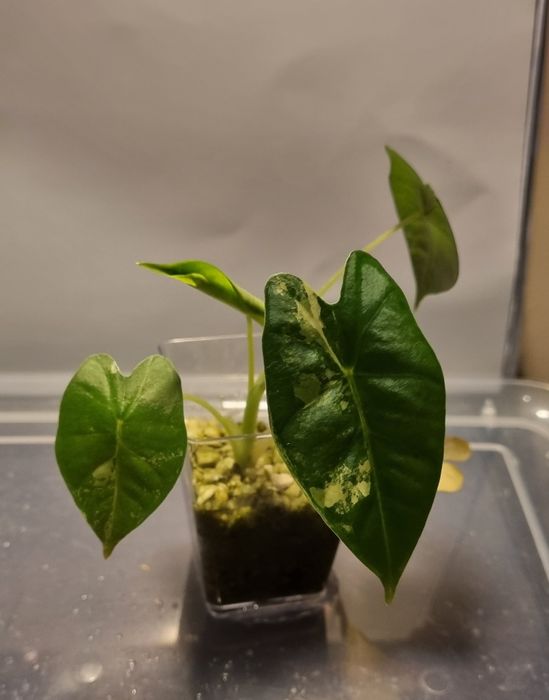 Alokazja frydek variegata