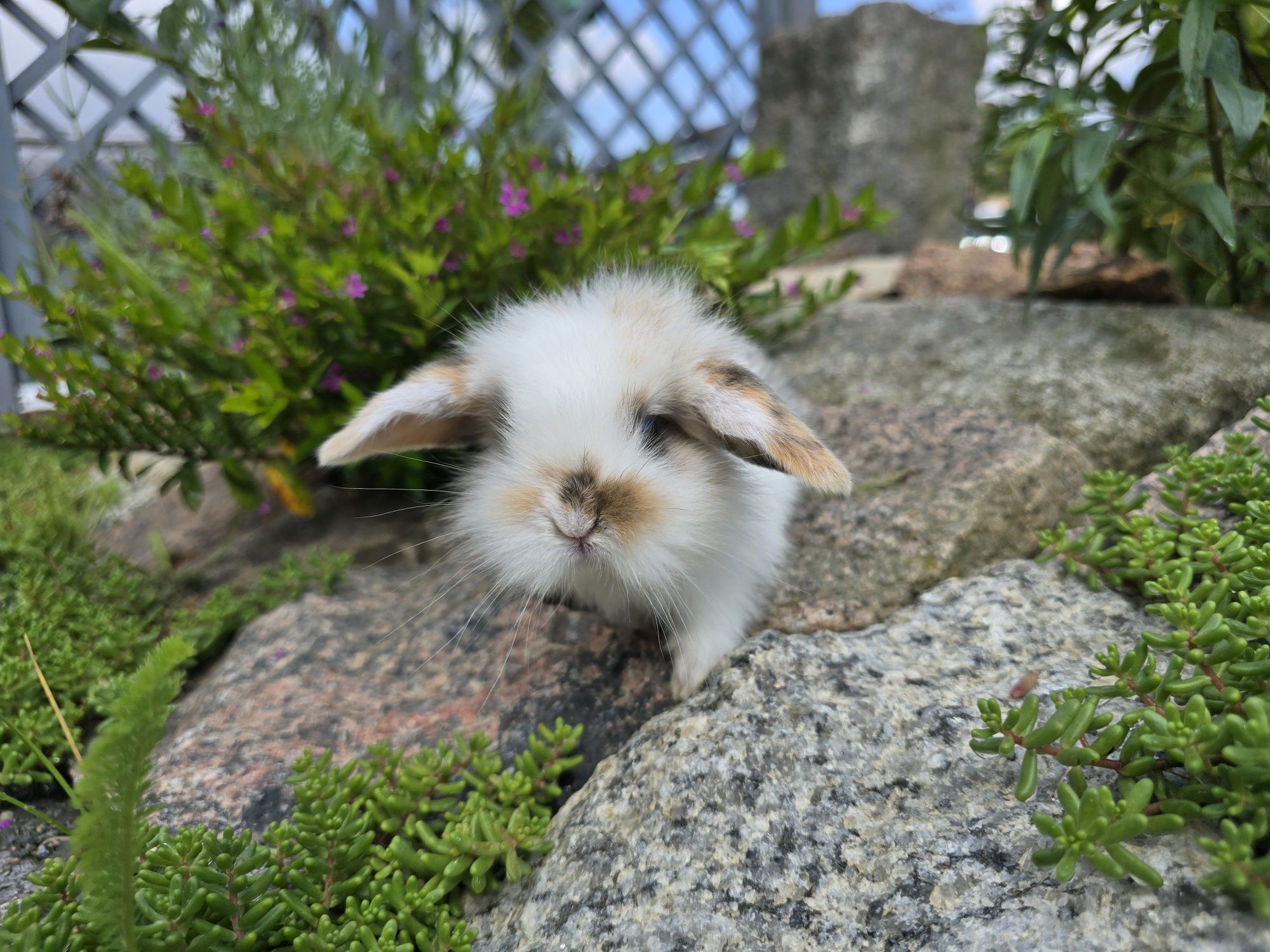 Królik króliczek mini lop tricolor baranek miniaturka