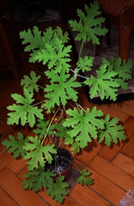 Комнатное растение Герань душистая (лимонная)