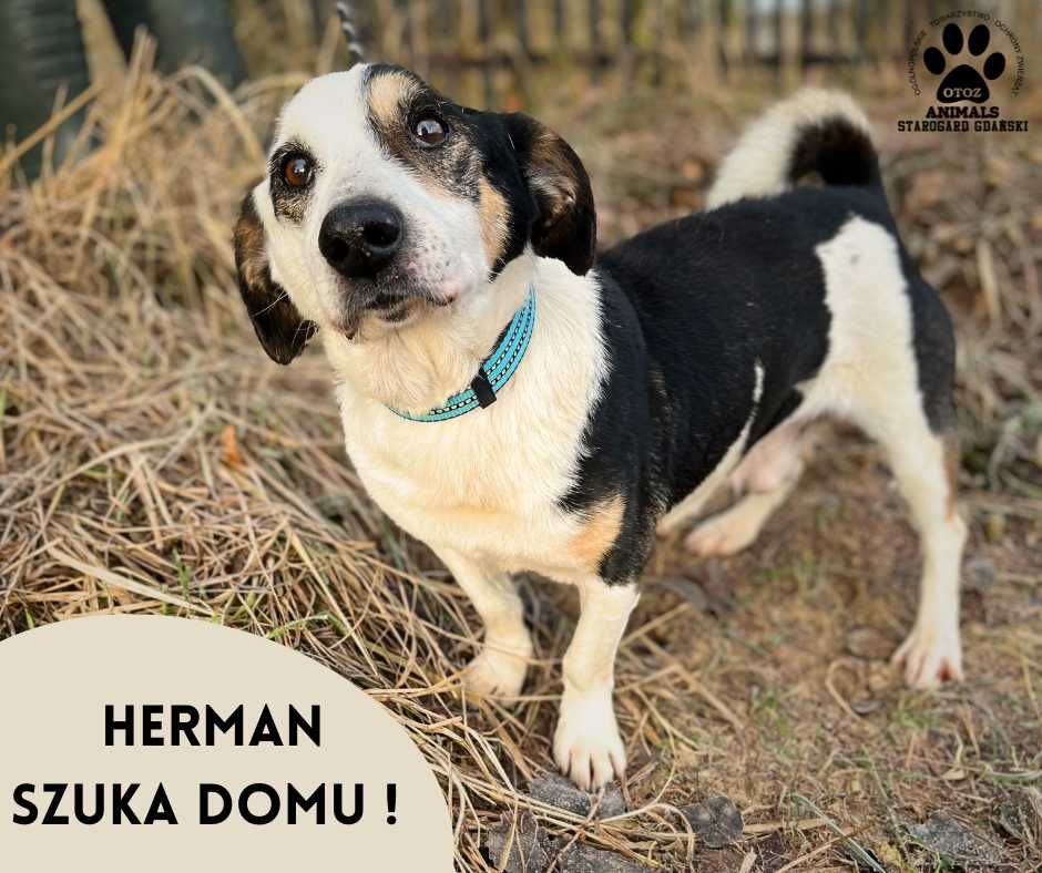 Spokojny psiak Herman szuka domu