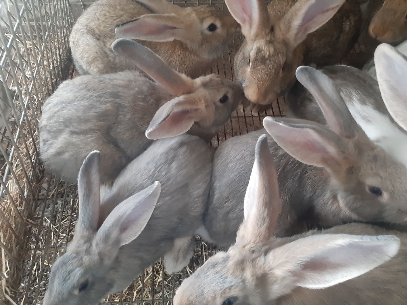Coelhos criação caseira