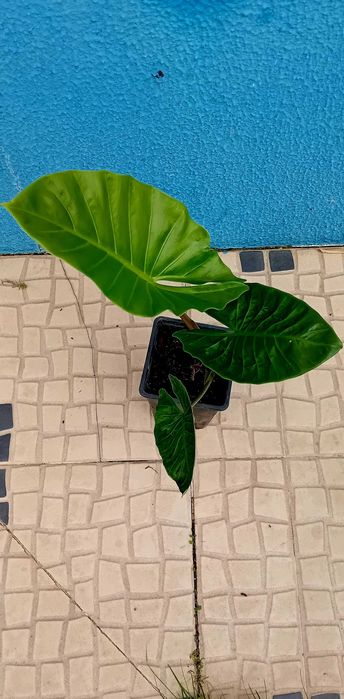 Alocásia orelha de elefante