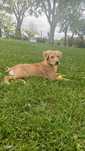 Doação de Golden retriever jovem