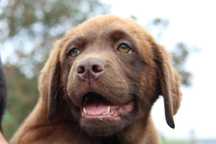 Cachorro Labrador com Lop