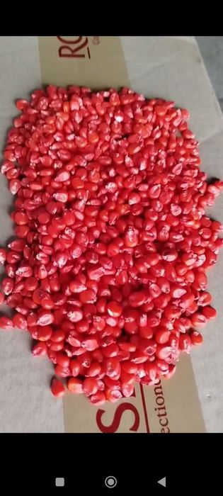 Посівна кукурудза Піонер ФАО 300