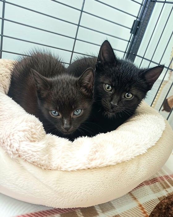 Piękne kotki do adopcji,  kot, kotek