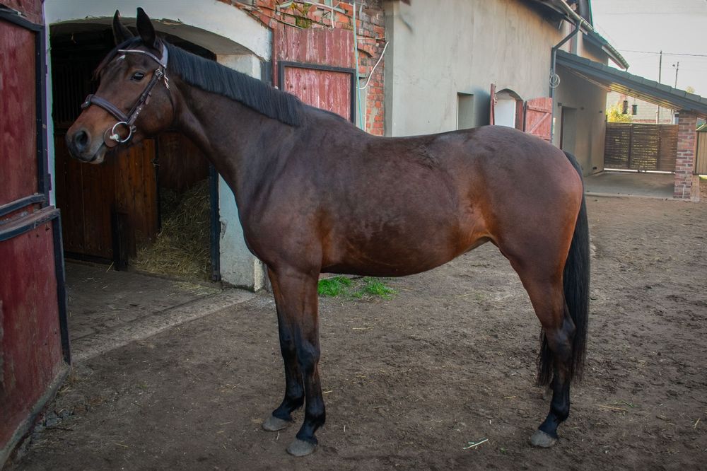 Klacz 6lat dziadek Cornet Obolesky