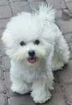 Bichon frise po Multichampionie