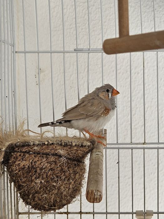 Macho diamante mandarim