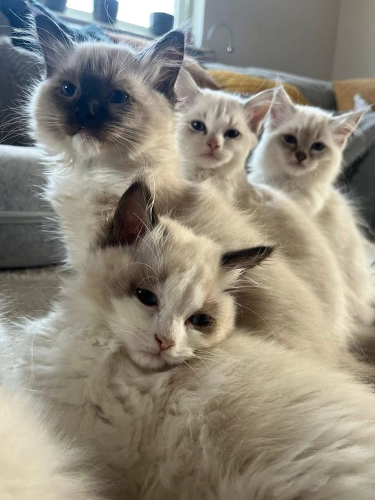 Kotka z rodowodem Ragdoll