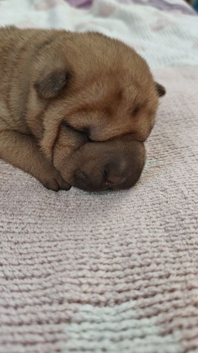 Szczeniak shar pei