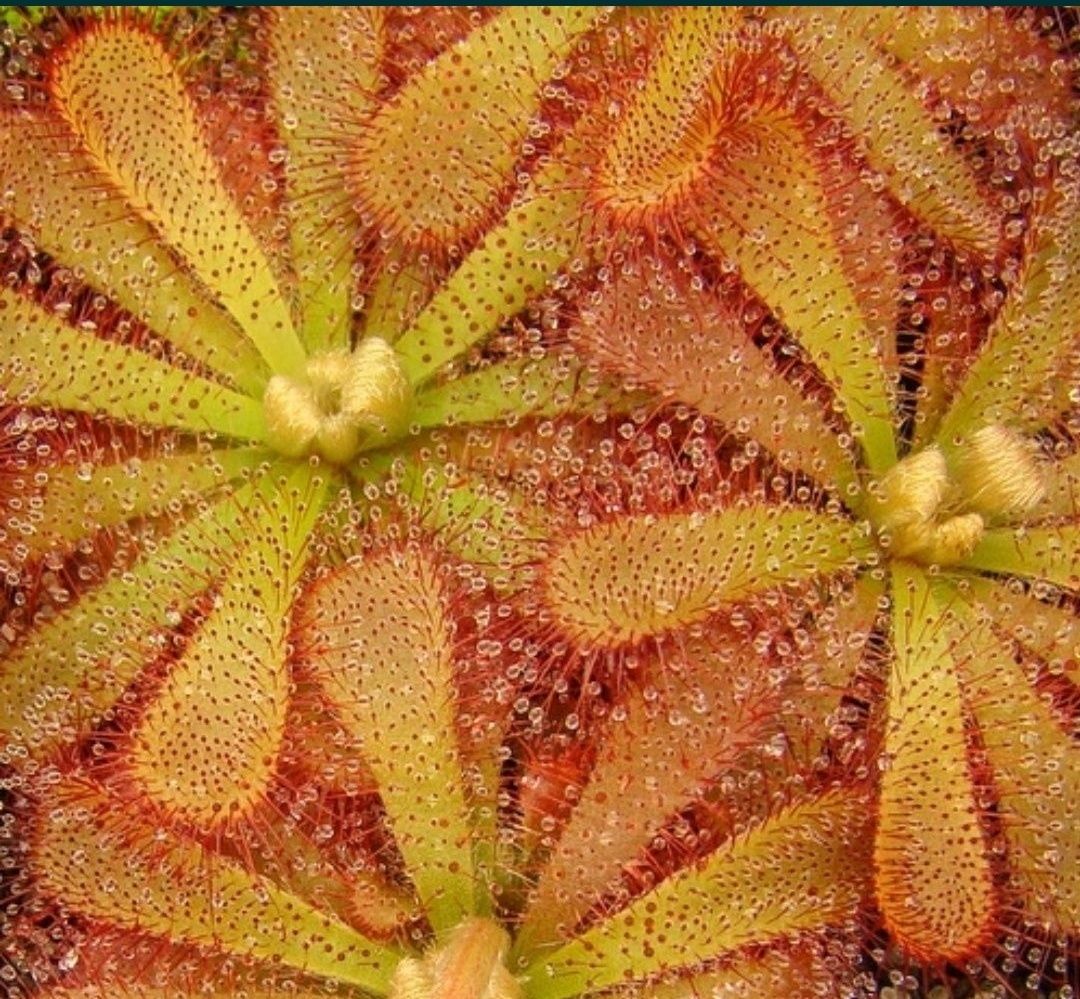 Rosiczka Drosera aliciae x50 rosiczki nasiona