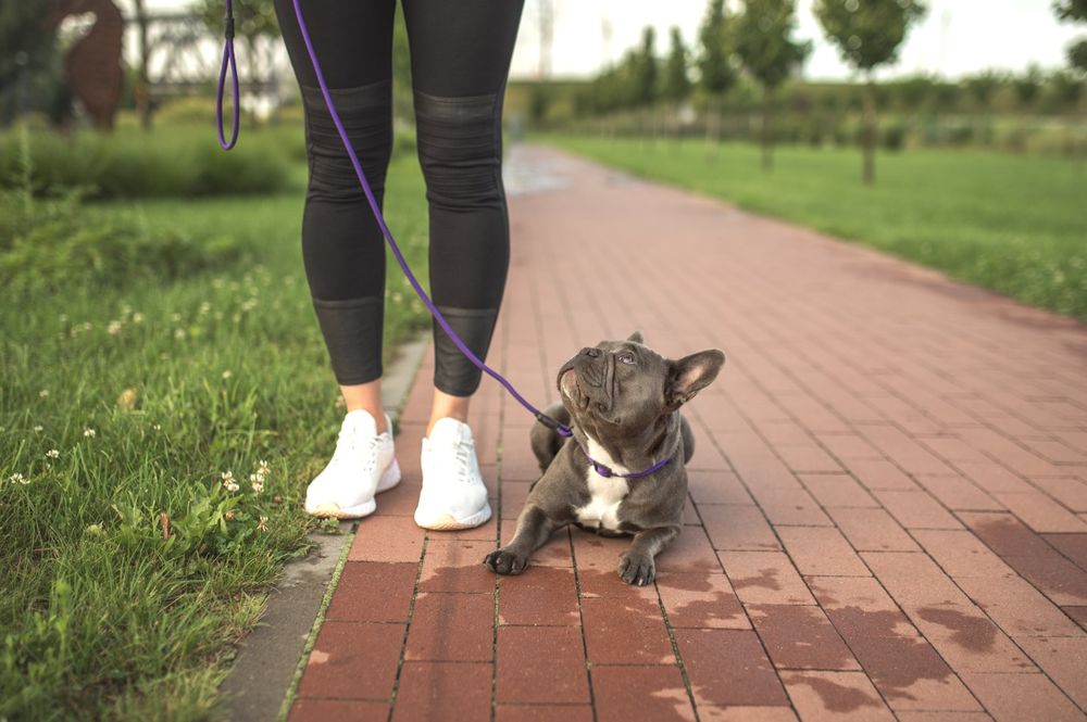 Кінолог Київ Дресирування Собак