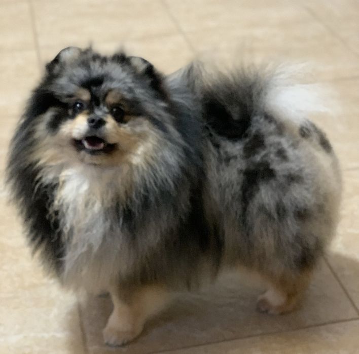 Вязка померанский шпиц