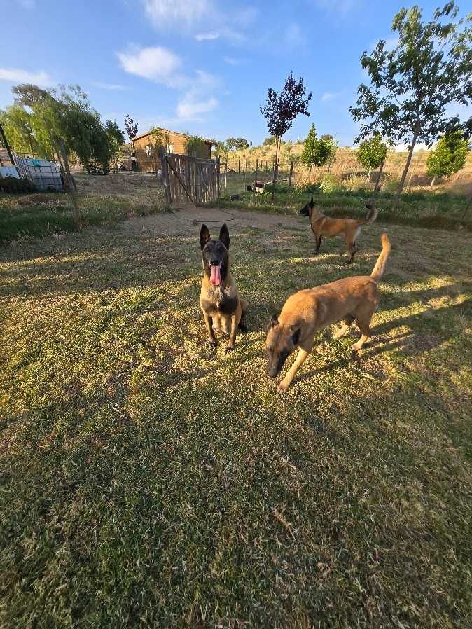 Cachorro Pastor Belga Malinois