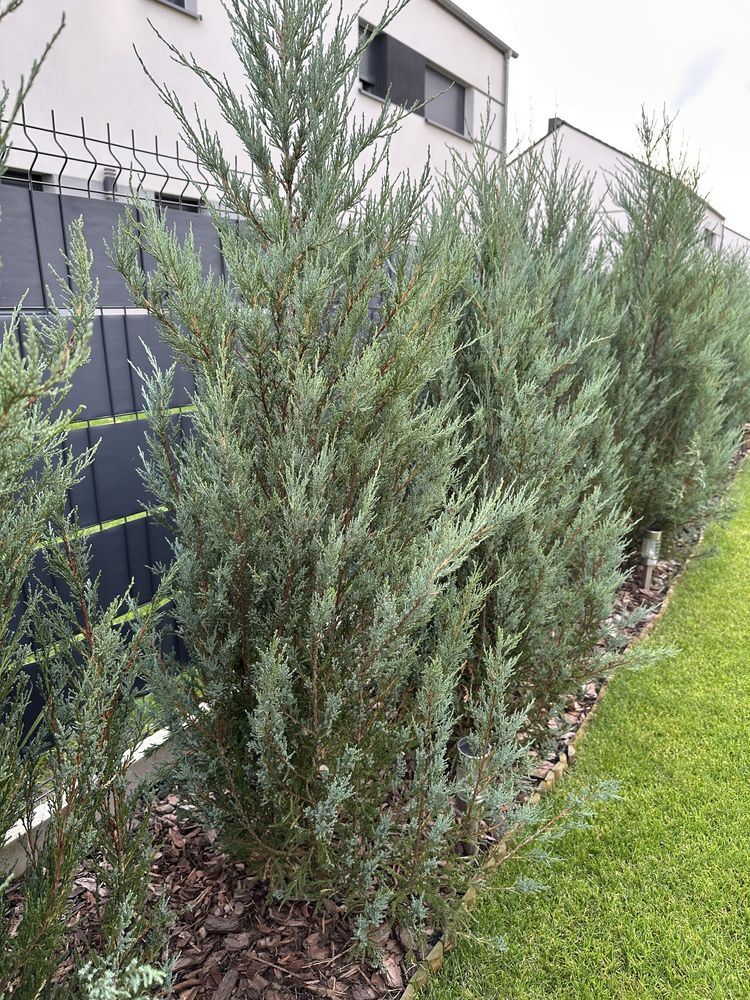 Jałowiec skalny BLUE ARROW min. 180 cm