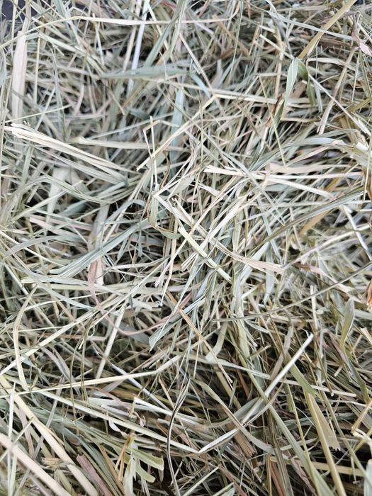 Siano miętowe łąkowe z pierwszego pokosu  4 kg dla królika