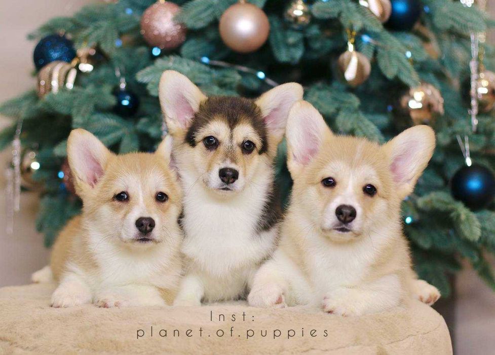 Trzy wyjątkowe suczki Corgi — Sansa, Sky i Space szukają nowych domów