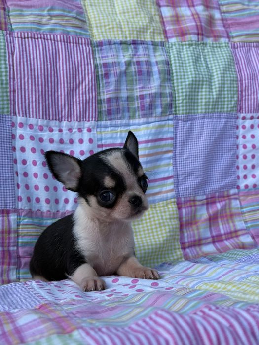 Chihuahua krótkowłosy