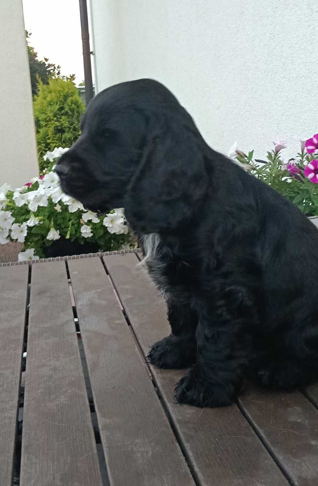 Cocker Spaniel Angielski z rodowodem.