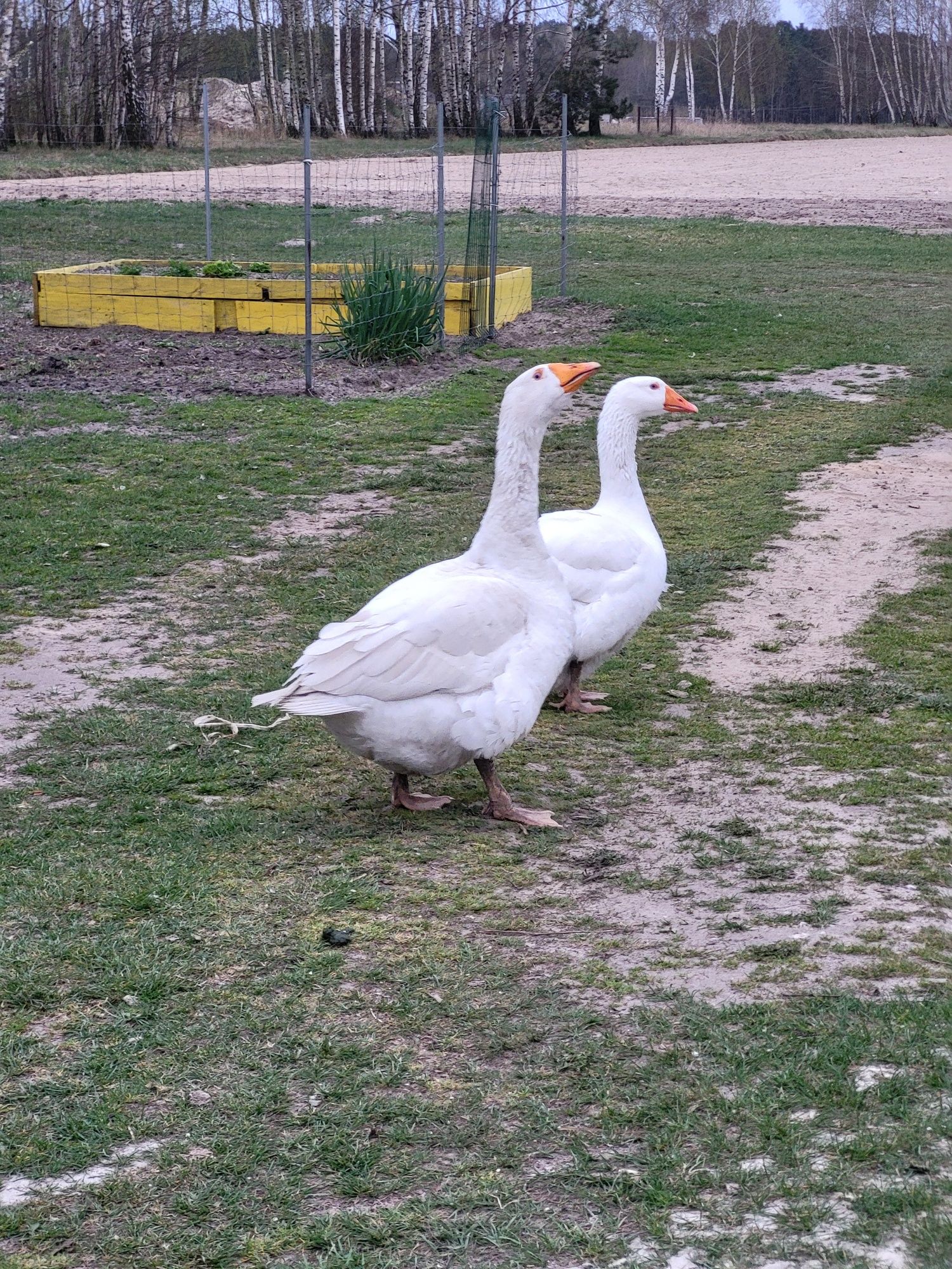 Para gęsi on i ona