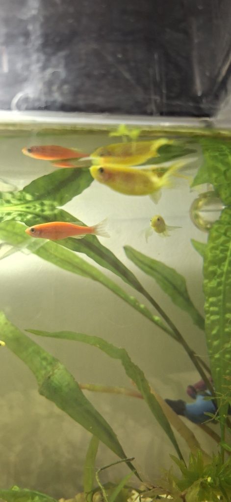 Danio neonowe młode