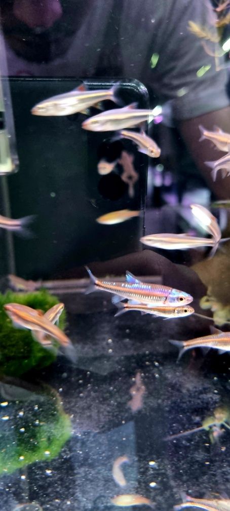 Notropis chrosomus (błyszczek tęczowy) (ślicznotka tęczowa)