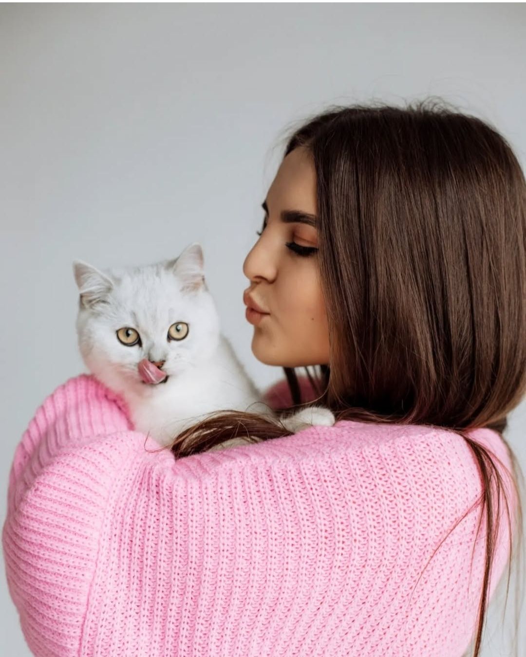 В'язка британський короткошерстий котик шукає кицю