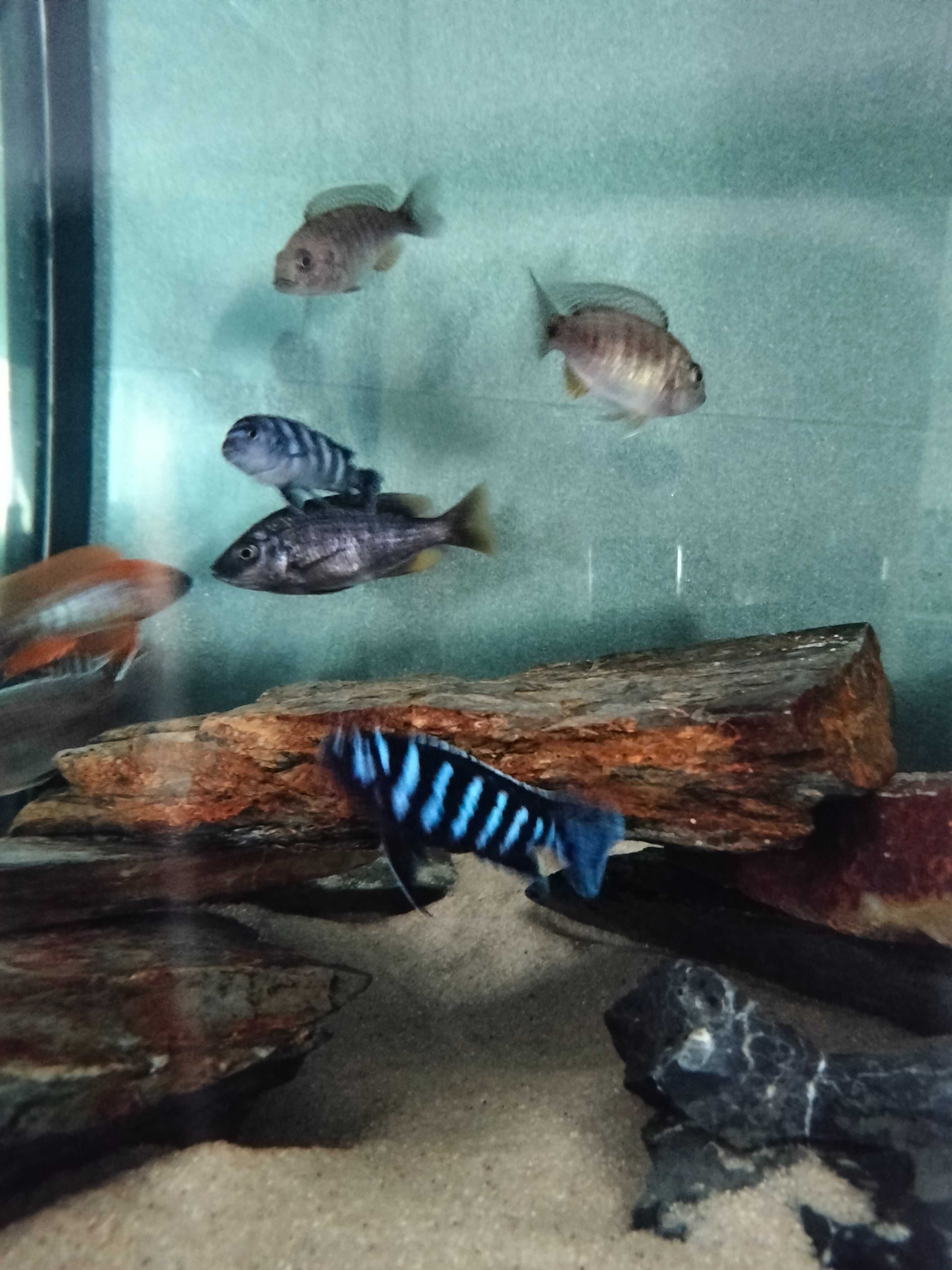 Ciclídeos africanos - Chindongo demasoni ( Pombo )
