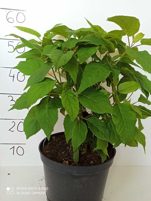 Hortensja drzewiasta ! duża sadzonka doniczka!