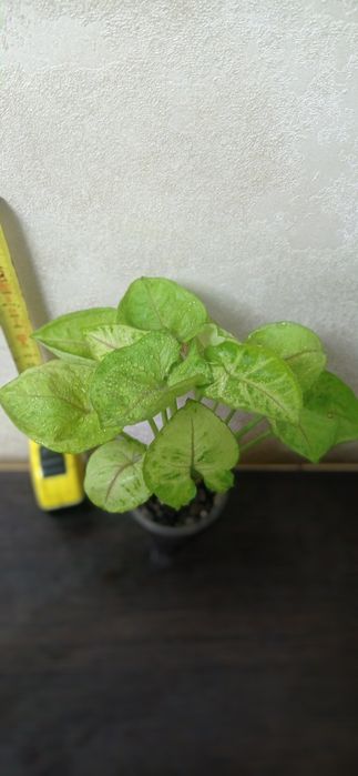 Сингоніуми сортові/ліани кімнатні/ квіти для озелененнян