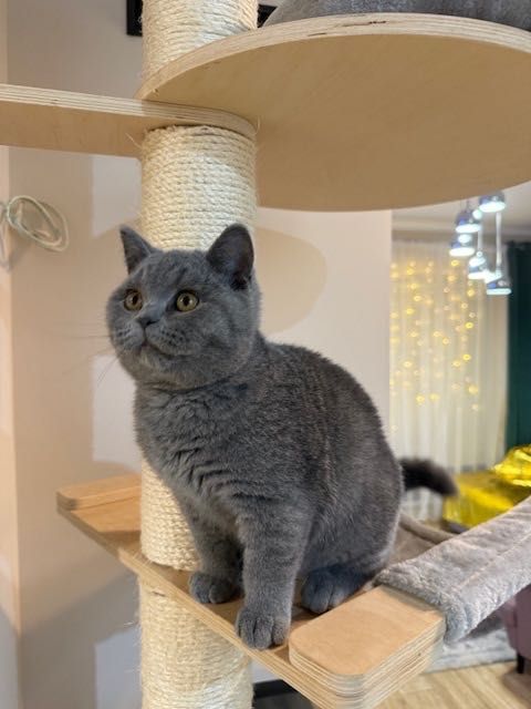 Kocurek brytyjski niebieski z rodowodem gotowy do odbioru