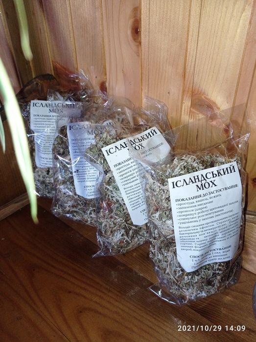 Ісландський мох, исландский мох з  Карпат Карпатский цетрарія