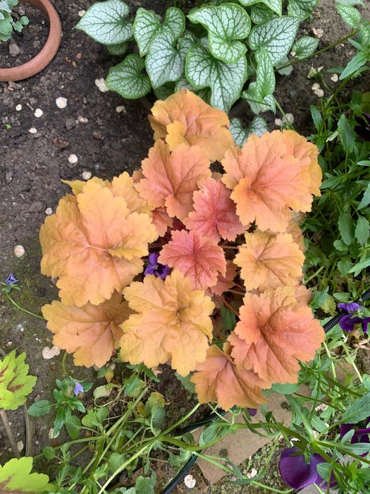 Гейхера багаторічна, Набор 3  різних сортів