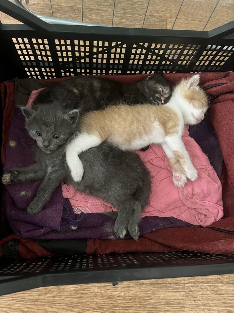Віддамо котиків безкоштовно в гарні руки