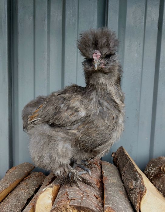 Silka USA jedwabista kogut młody