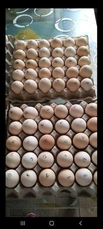 Яйце інкубаційне бройлер росс 708
