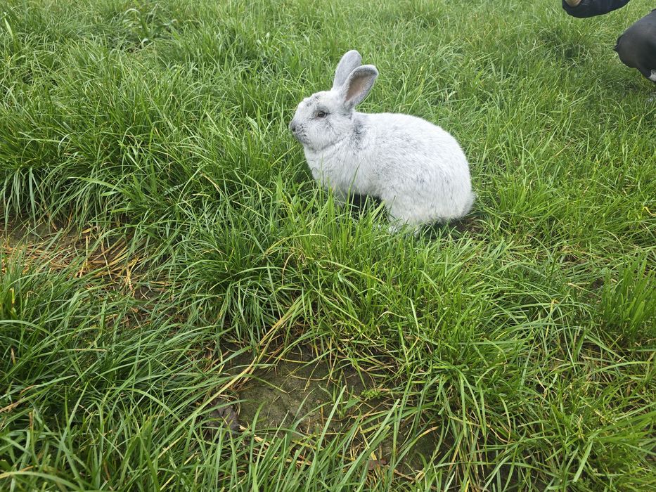 Sprzedam króliki Wielki jasnosrebrzysty WJS