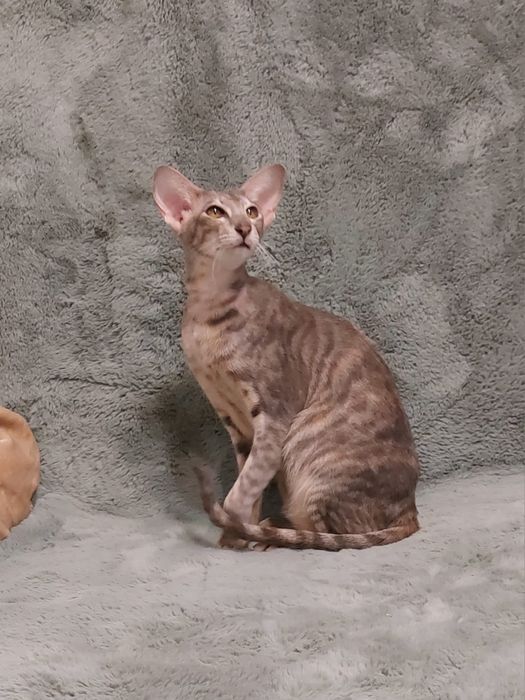 Орієнтальна блакитно-кремова красуня