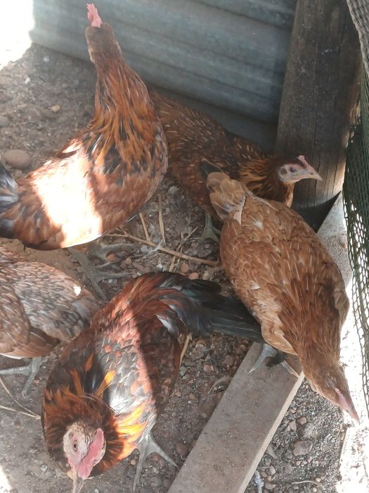 Casais de garnizes ou machos, casal leghorn