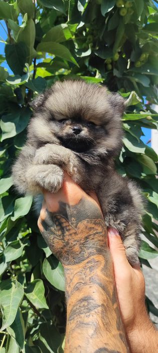 Девочка  та мальчики  померанского шпица