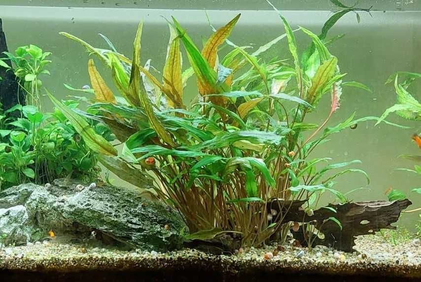 Variedade - Cryptocoryne wendtii 'Green' - Planta de Aquário