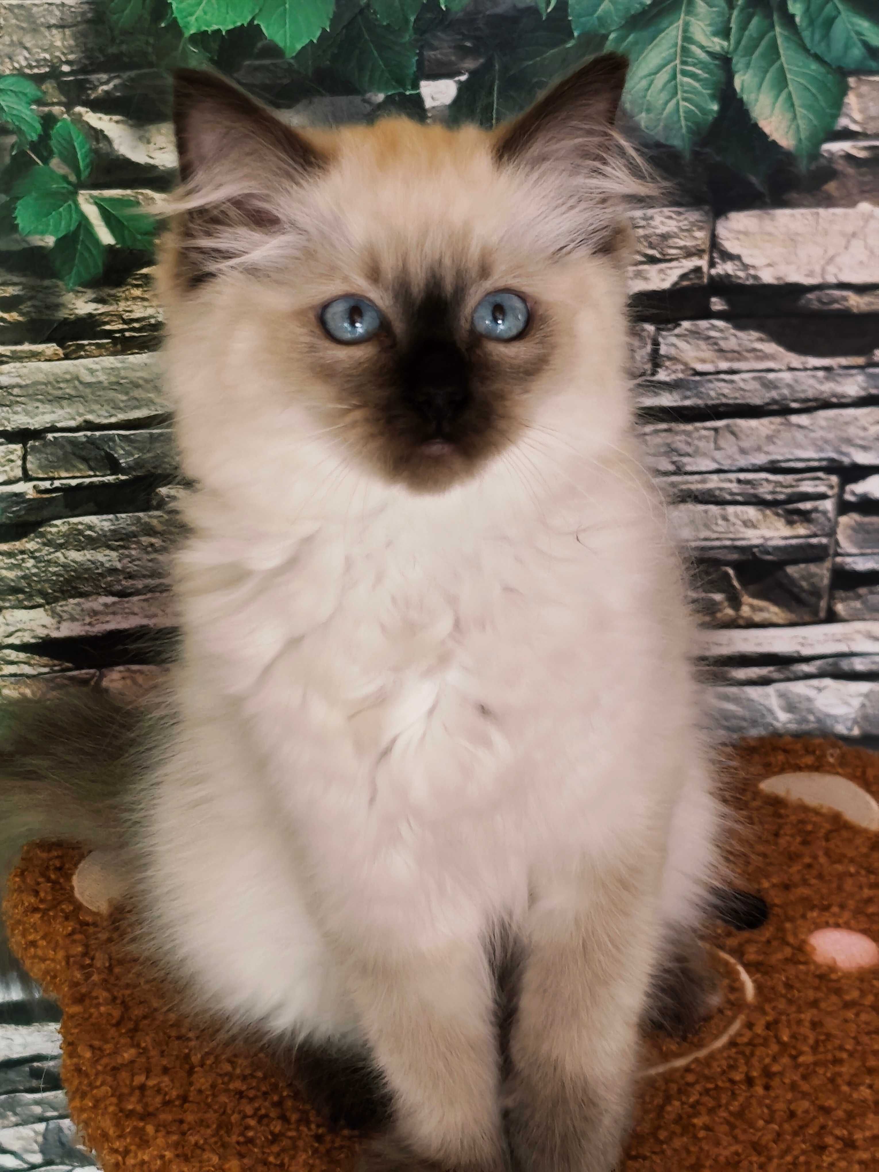 Ragdoll Kotka rodowód międzynarodowy FPL