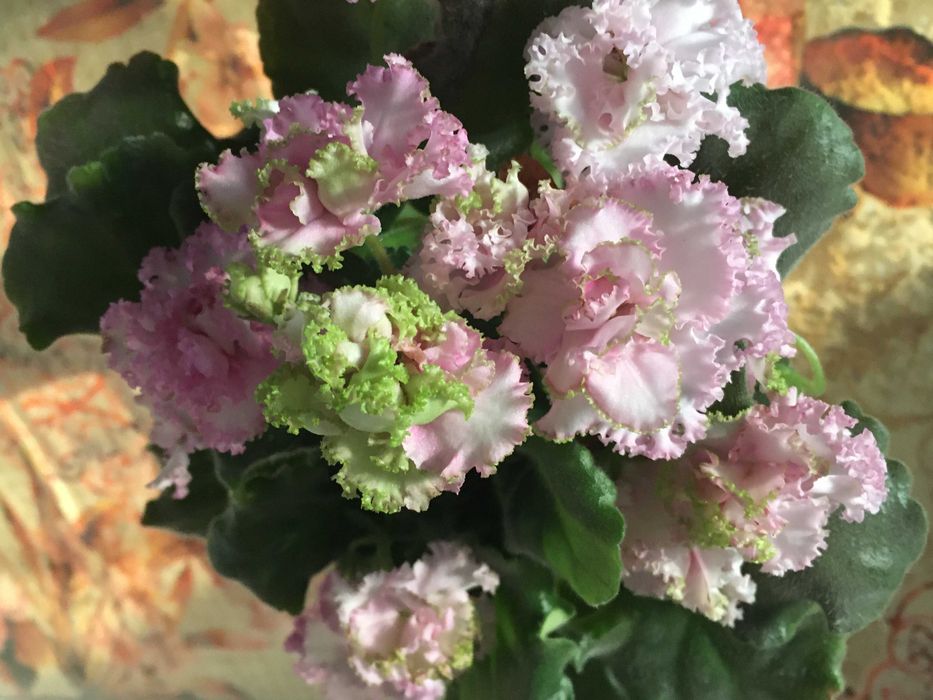 Продам фиалку Irish Cream