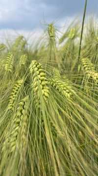 Jęczmień ozimy hybrydowy Galileo     pszenica jara arabella