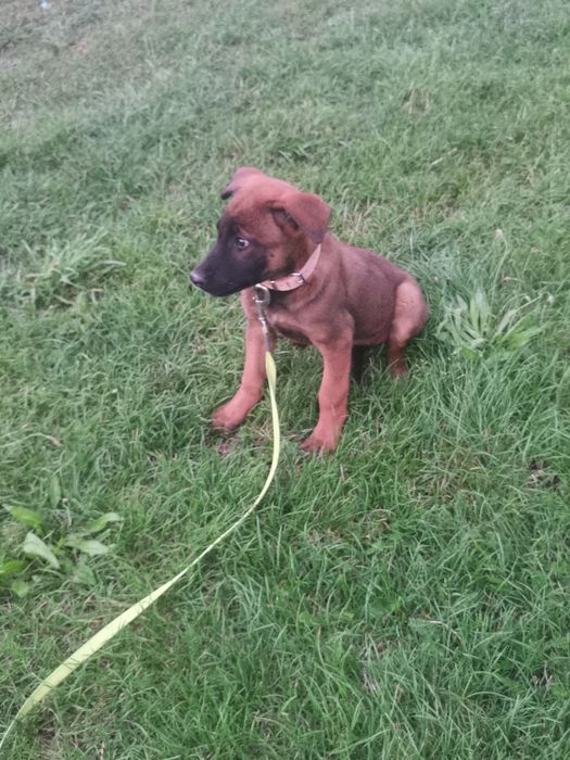 Owczarek Belgijski stróżujący