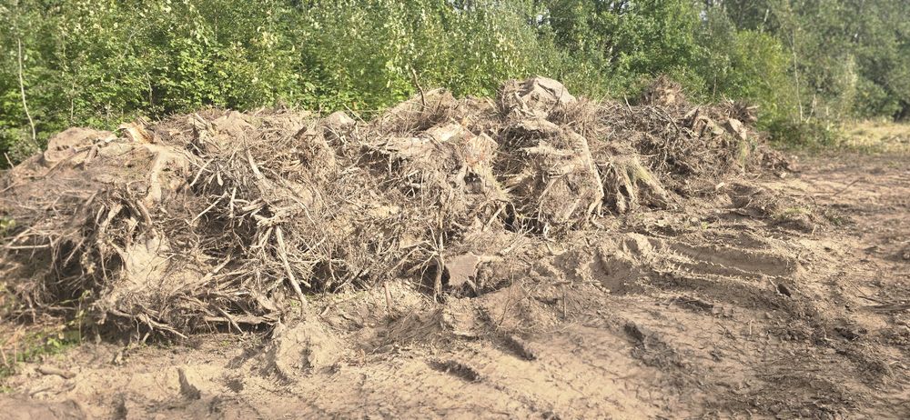 Oddam korzenie dębowe i innne