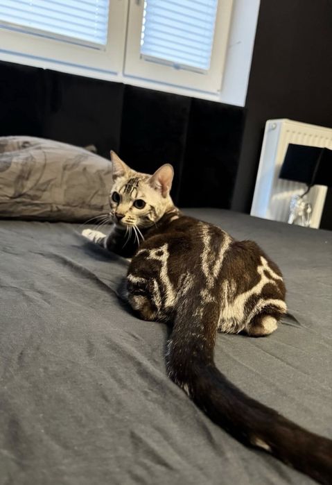 Kotka bengalska silver mink marble TICA
