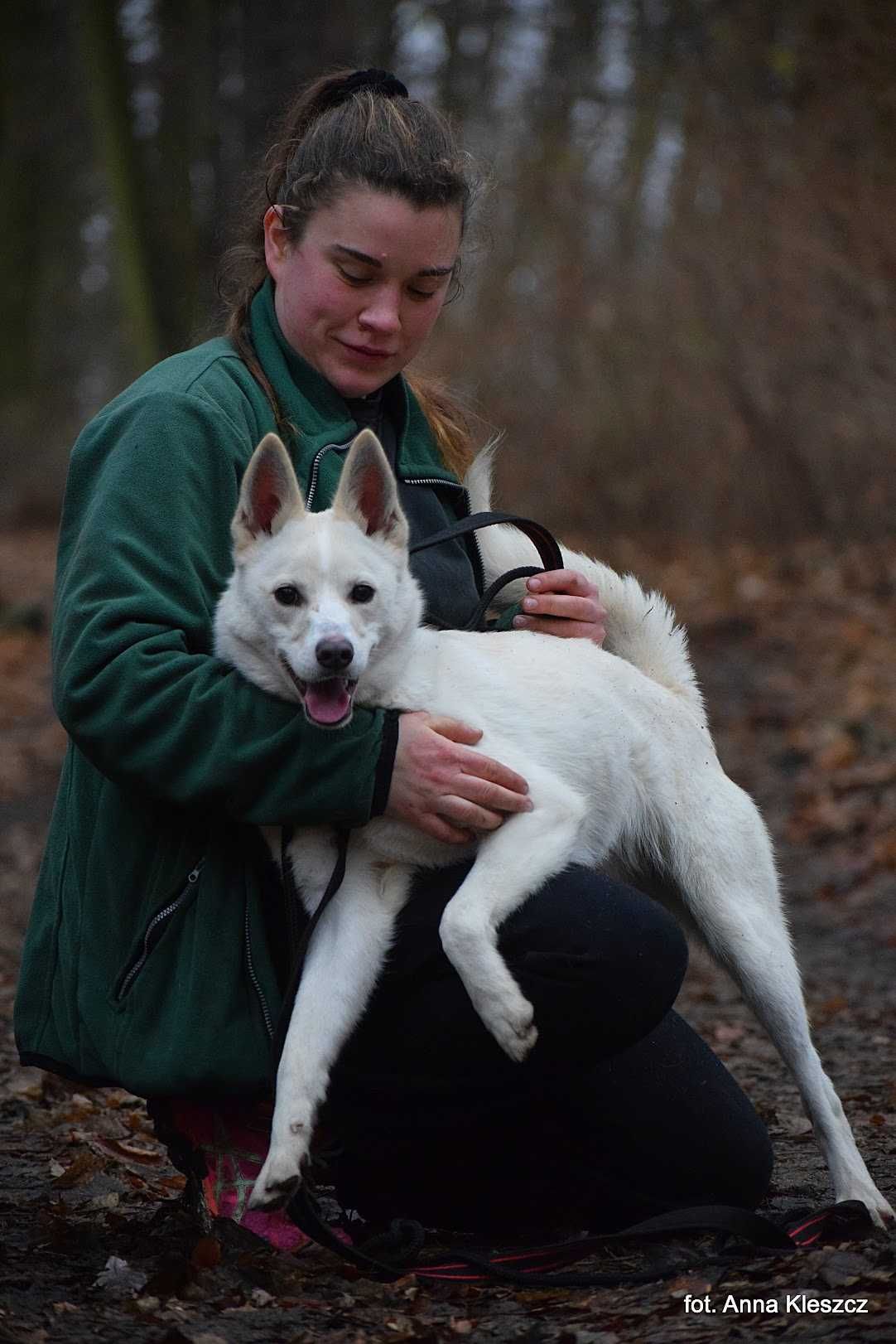 Słodzik - młodziutki mini mix husky adopcja